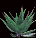 Aloe Vera Pflanze - Bild zum Rendern