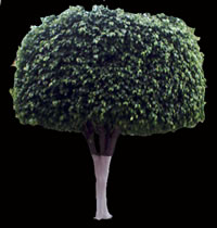 Ficus - image d'arbre pour le rendu