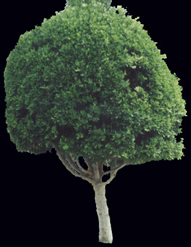 Tree picture for render
