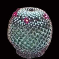 Cactus avec image d'opacité