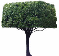 Ficus - image d'arbre pour les rendus