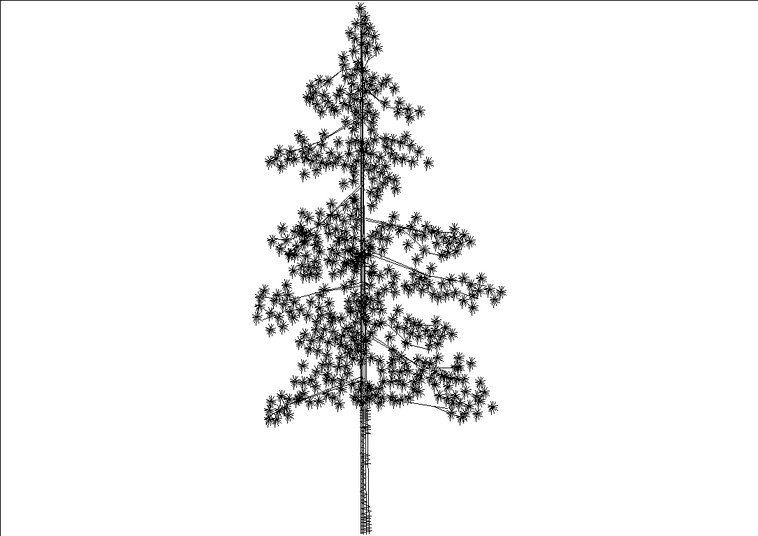 Baum - Nadelbaum