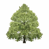 Tree - Picture for renders