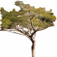 Árvore de tamanho médio