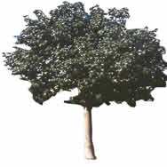 Mittelgroßer Baum