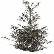 Bush - Picture for renders