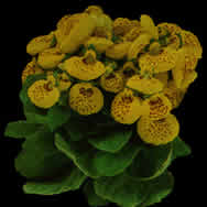 Flowers -  Picture for renders