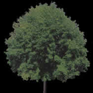 Érable - image d'arbre pour les rendus