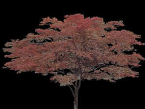 Japanisches Ahornbaumbild zum Rendern