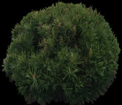Bush - Tree Picture for renders