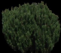 Bush - Tree Picture for renders