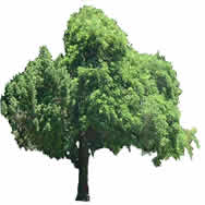 Imagem da árvore