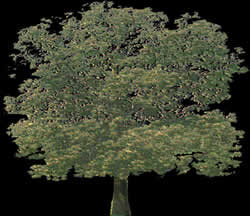 Baum - Fotografie mit Deckkraftkarte