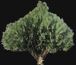 Coniferous - Tree Picture for renders