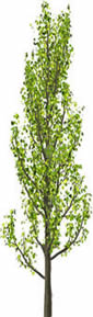 Poplar -  tree picture for render