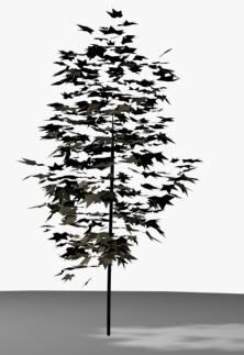 3D Coniferous tree