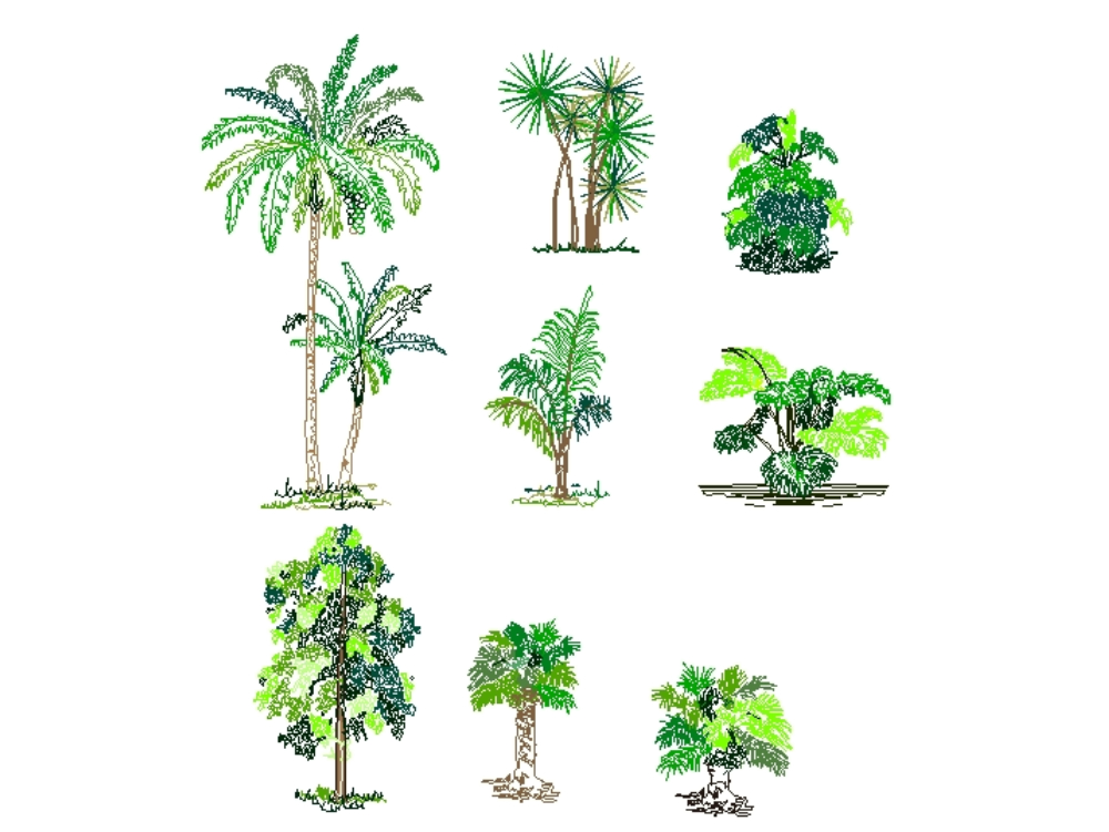 Tropical trees.