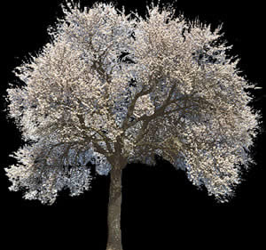 Lapacho - Tree -  Picture for renders