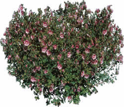 Bush with flowers - Picture for renders