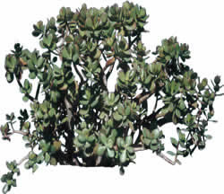 Image d'arbre de brousse pour les rendus