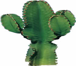Cactus - image pour les rendus