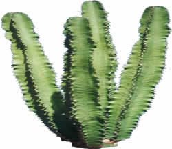 Cactus -  Picture for renders