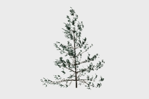 3D Coniferous Tree
