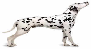 Dalmatinischer Hund