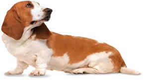 Basset dog