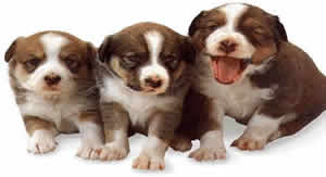 Stenatka puppys