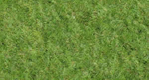 Texture de l'herbe haute résolution2