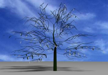- 3D Tree - without Foliage