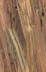 Wood with veins