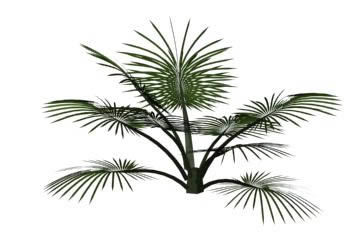 3D Palm