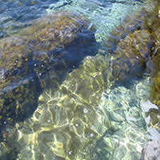 Mar coral