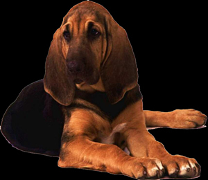Perro bloodhound