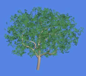 Apple 3D Tree