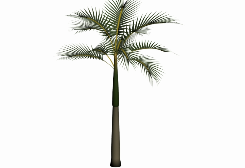 3d Palm