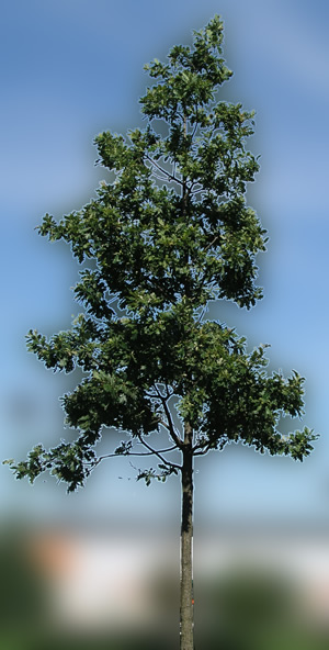 Baum - rendert Bilder