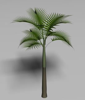 Palm Tree - 3d