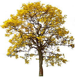Tabebuia Tree - Brasil