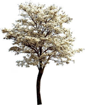 Brasilianischer Baum ipe branco