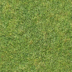 Gras - Rasentextur