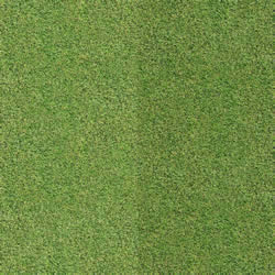 Lawn  Texture