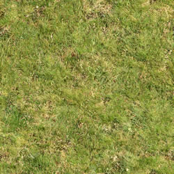 Lawn Texture