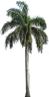 Königliche Palme