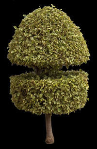 Ficus ornamental