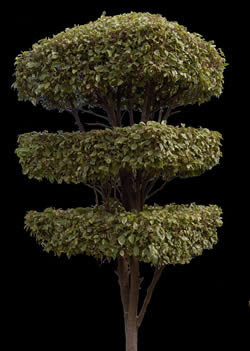 Ficus ornamental 2