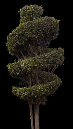 Ficus Render picture