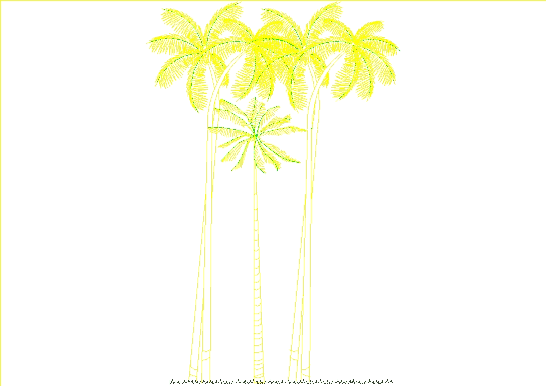 Palm trees  - Views